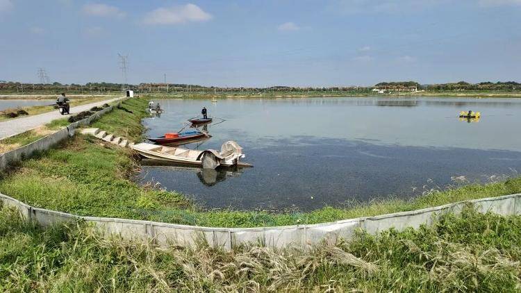 武漢江夏一地大閘蟹大量上市<strong></p>
<p>西鳳酒
</strong>，日產(chǎn)1000斤當(dāng)天售完，每只螃蟹有自己的“身份證”，吃深海小黃魚長大:西鳳酒
