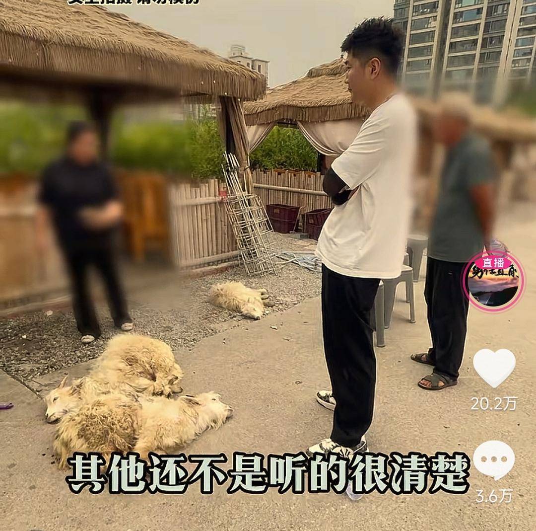 60斤活羊?qū)嶋H只有30多斤<strong></p>
<p>西鳳酒
</strong>！博主打假重慶兩家烤全羊店獲“退一賠三”:西鳳酒
