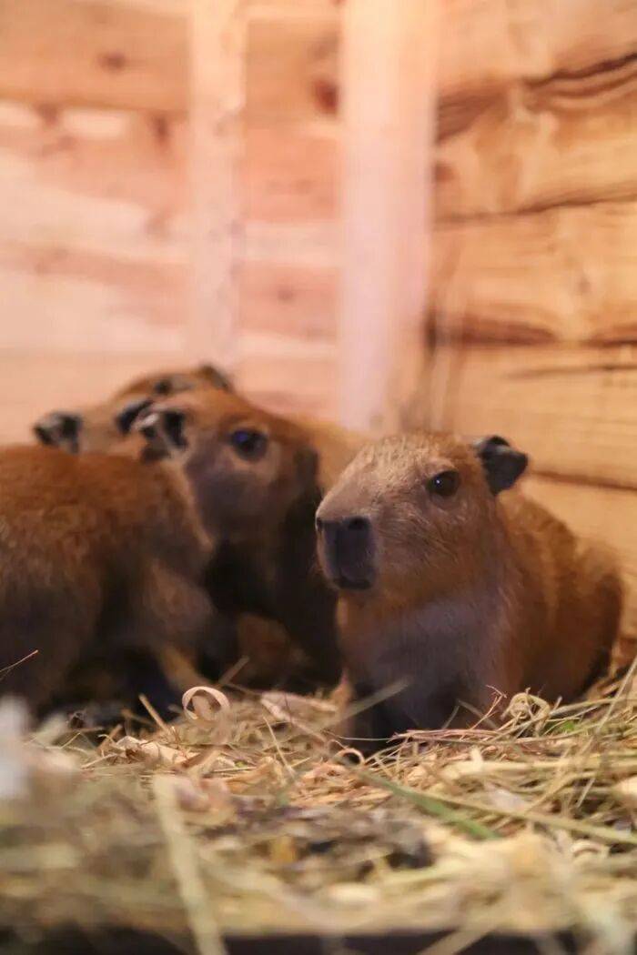 出生1小時就能獨立行走<strong></p>
<p>西鳳酒
</strong>，濟南動物園“果果”和“豚豚”的4只新生幼崽，周末和市民見面:西鳳酒
