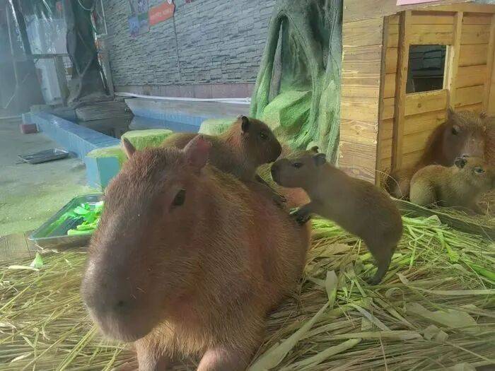 出生1小時就能獨立行走<strong></p>
<p>西鳳酒
</strong>，濟南動物園“果果”和“豚豚”的4只新生幼崽，周末和市民見面:西鳳酒
